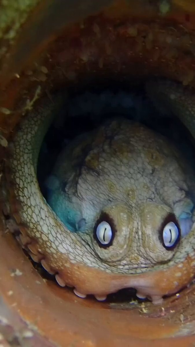 female pale octopus nursing eggs