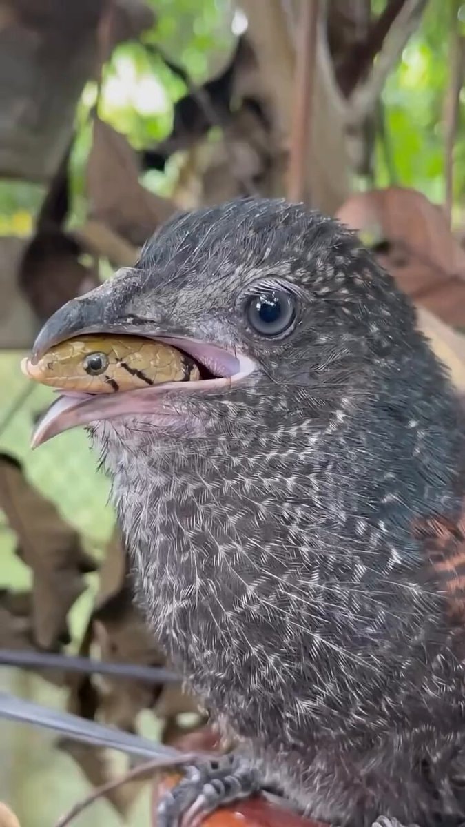 Small bird of prey eats snake Small bird of prey eats snake