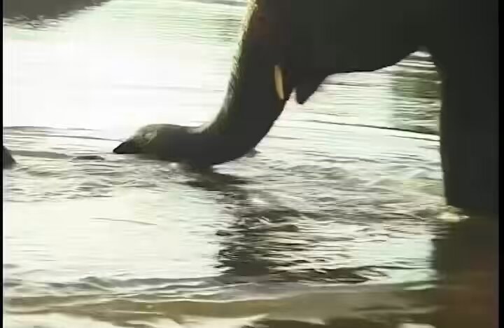 Jackie Chan Lakshmi elephant The Myth