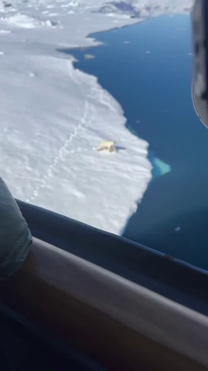 polar bear poses for helicopter camera