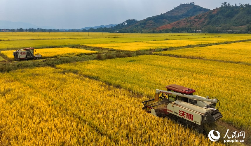 Yifeng rice harvest in Jiangxi (photo 3 of 4) Yifeng rice harvest in Jiangxi (photo 3 of 4)