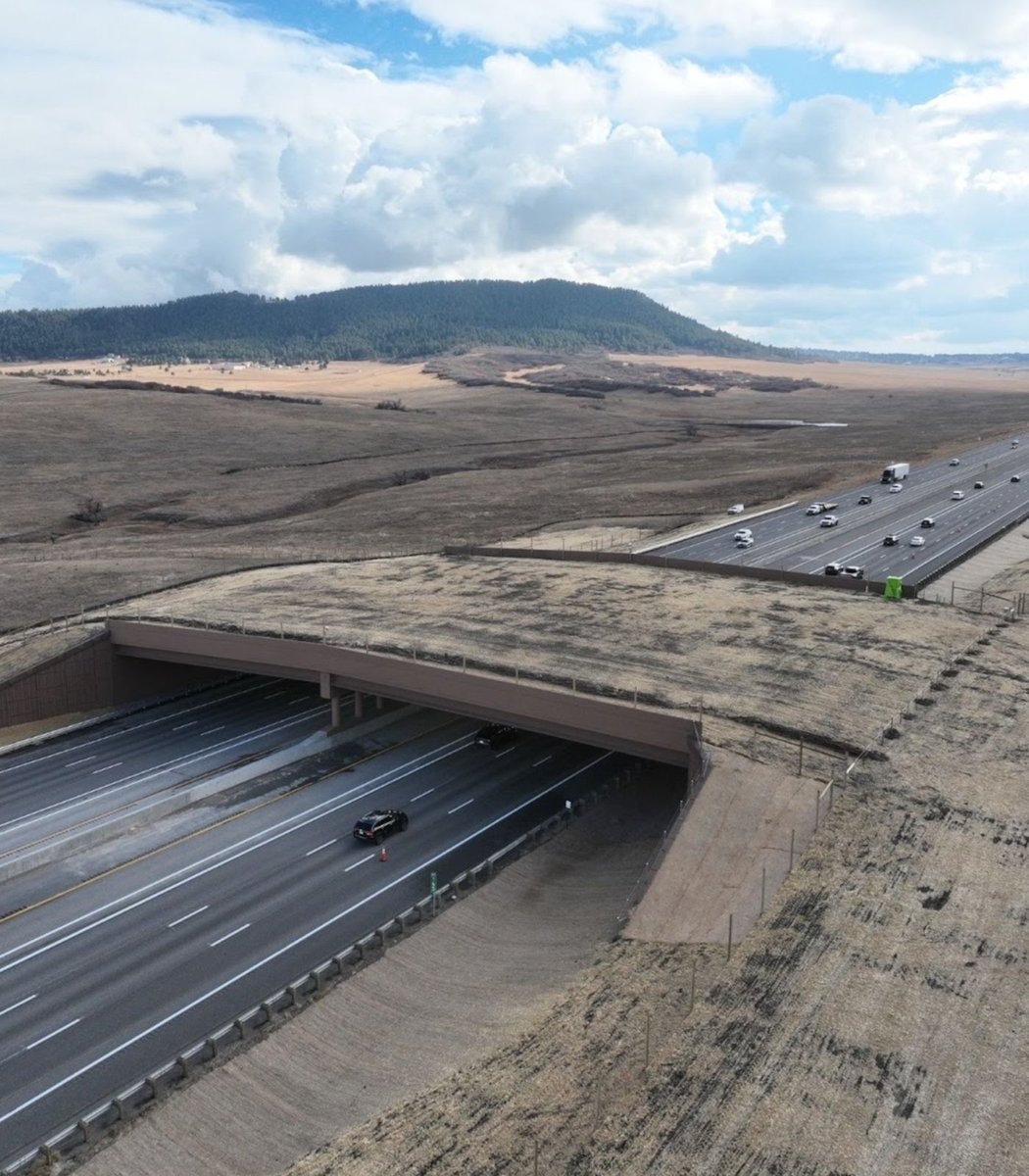 Colorado animal overpass results