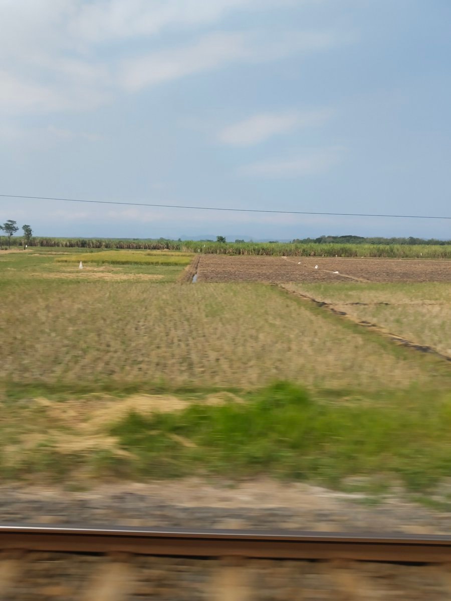 rice paddies from the train