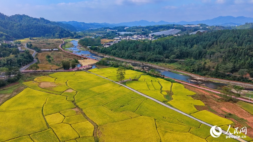 Jingqiu Anyuan Autumn Harvest (photo 3 of 4) Jingqiu Anyuan Autumn Harvest (photo 3 of 4)