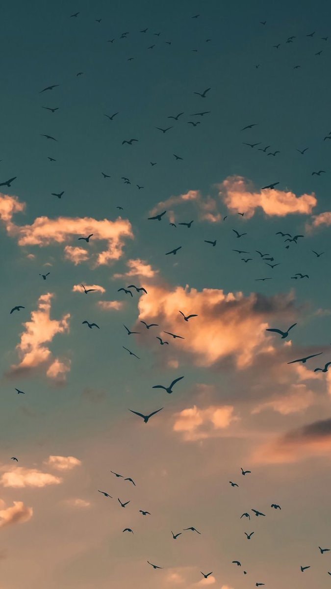birds flying at sunset