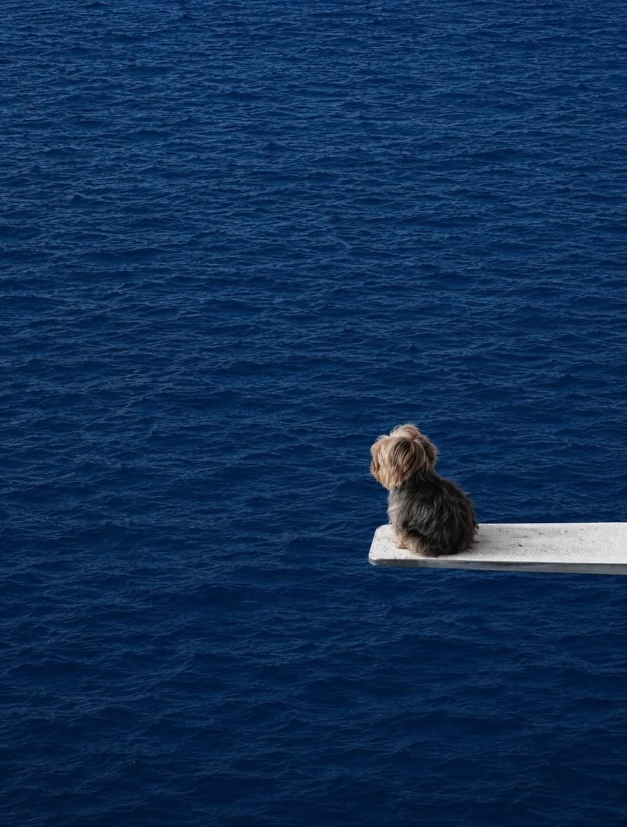 Dog on diving board