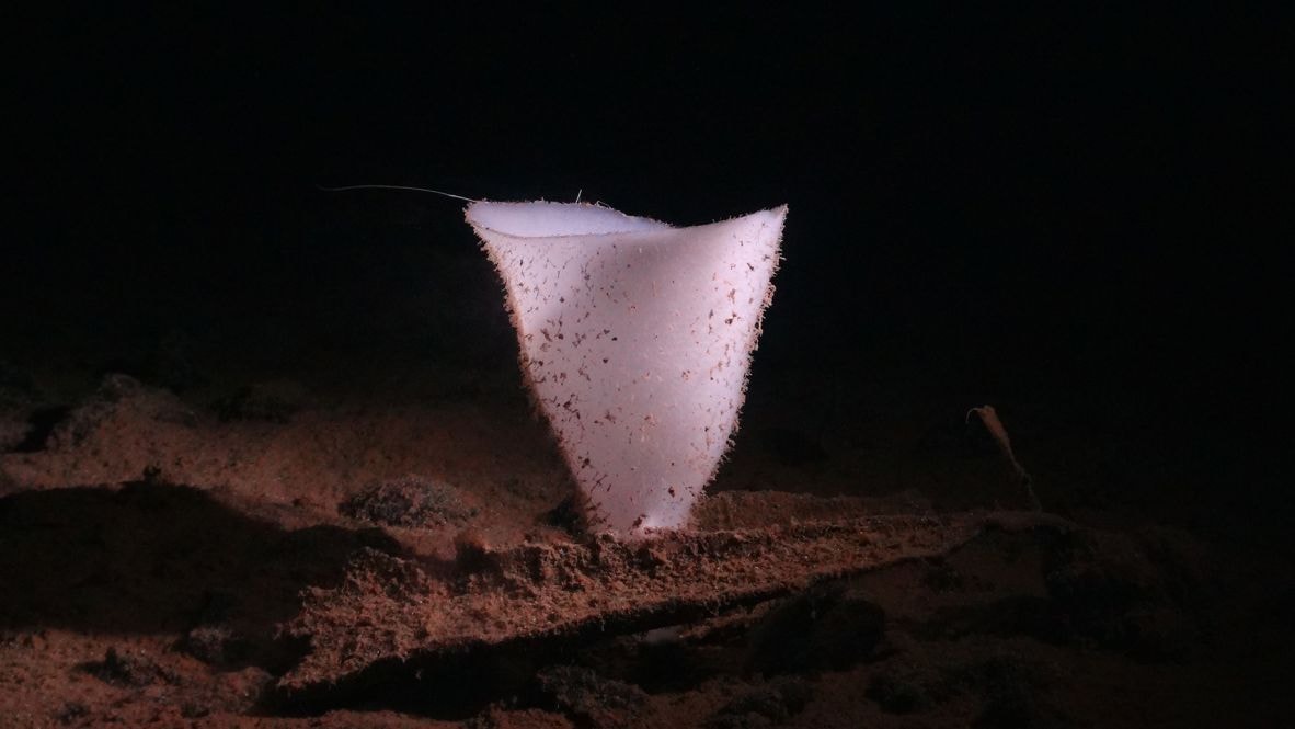 Deep sea sponge produces oxygen in darkness