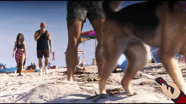 dog walking on beach