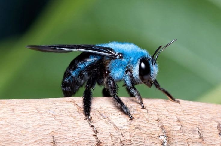 Blue carpenter bee