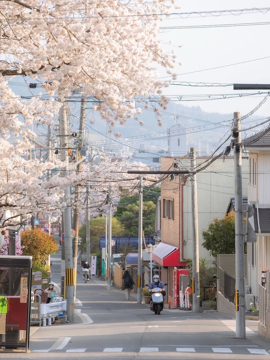 Japan cherry blossoms 🇯🇵 (photo 2 of 4)
