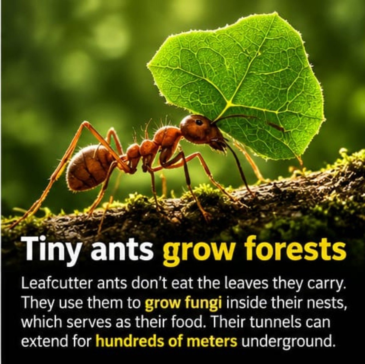 Leafcutter ant carrying leaf