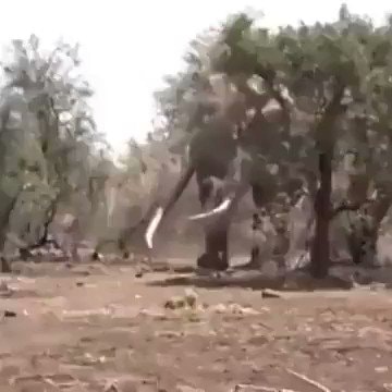 Tanzania Elephant 8000kg