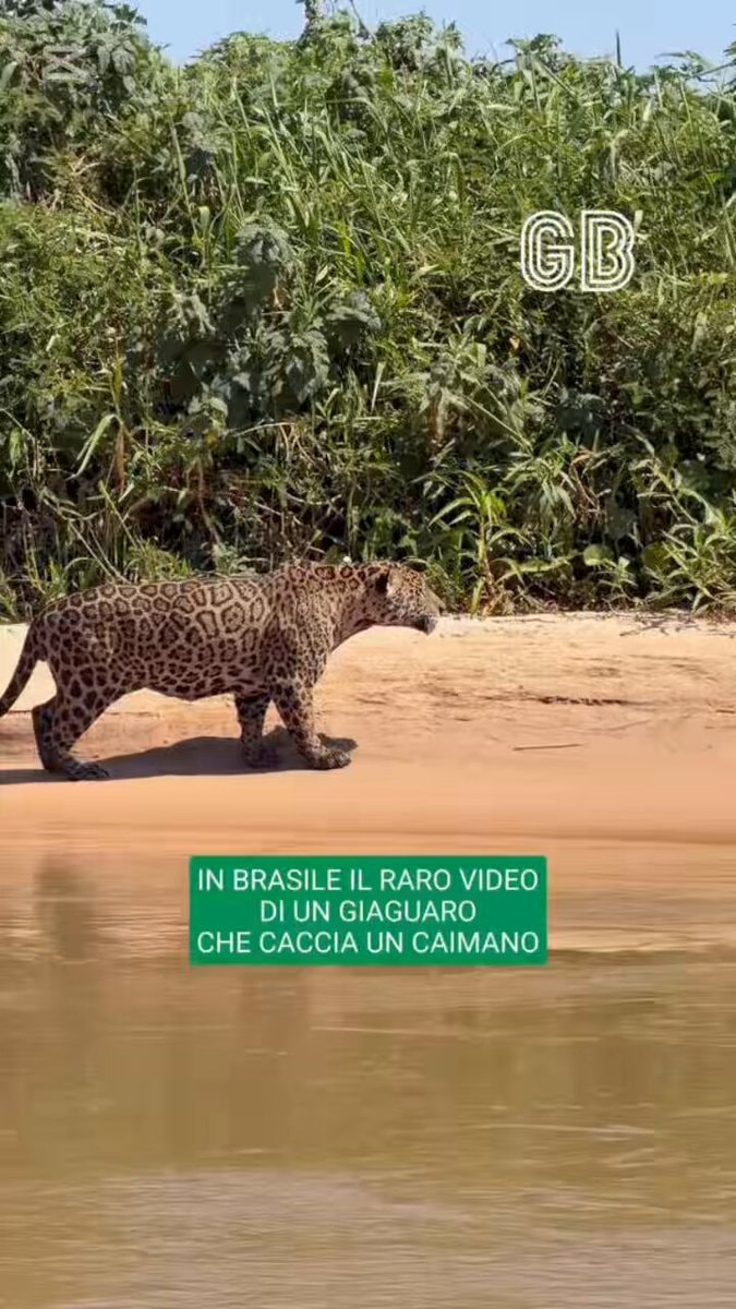 Jaguar on the riverbank