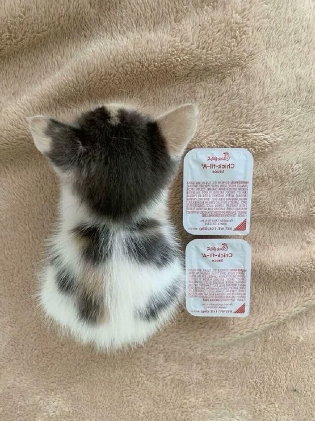 Rosy the tiny kitten Rosy the tiny kitten
