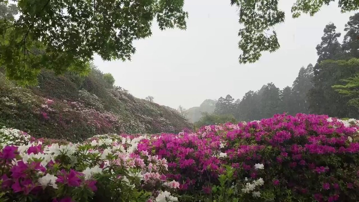 blooming azalea hillside