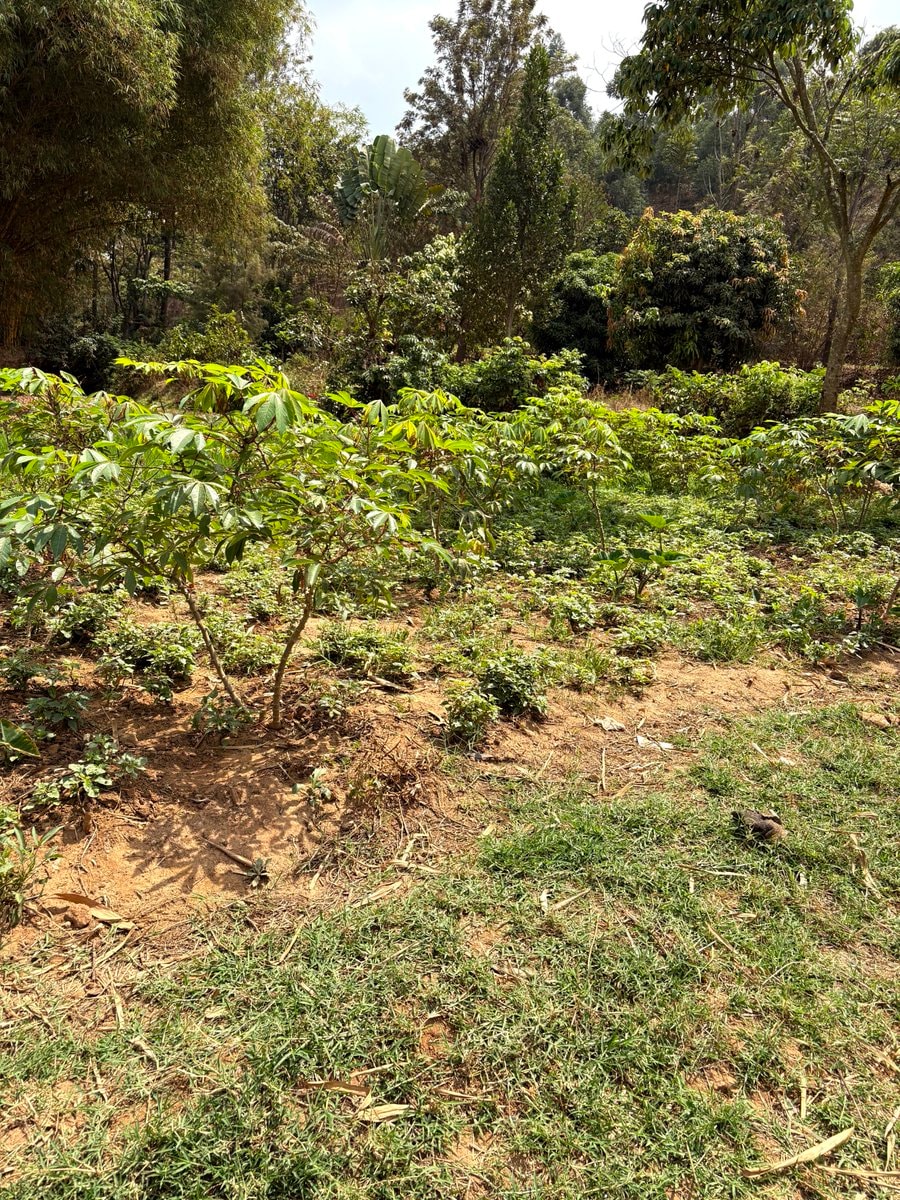 Cassava grown in marshy area Cassava grown in marshy area
