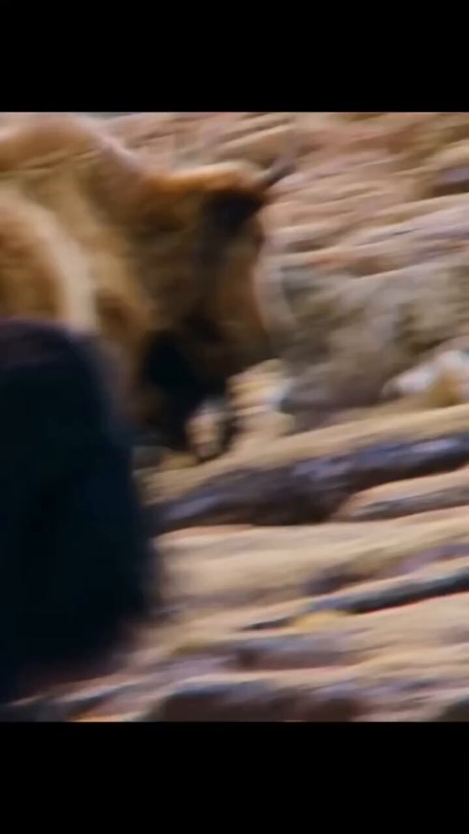 Bear and bison motion