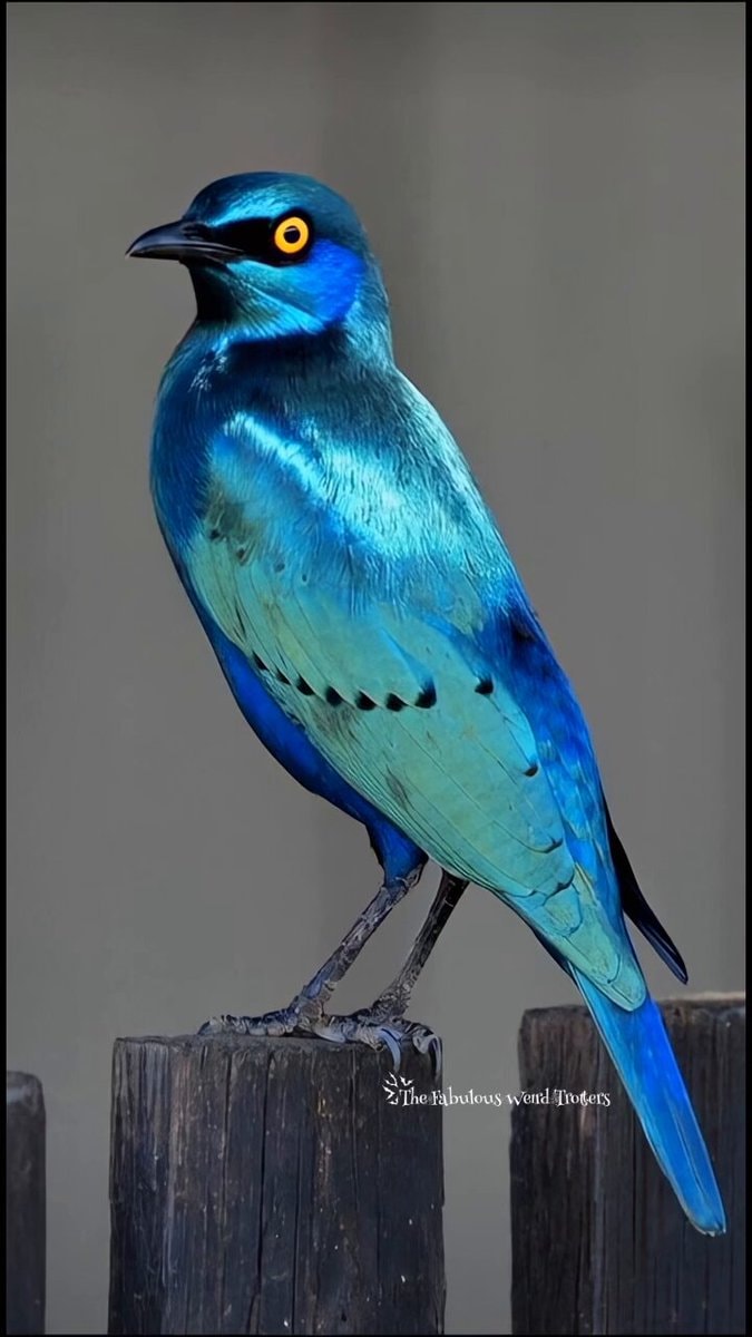 Greater Blue-Eared Starling iridescence