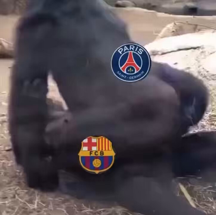 gorilla in enclosure