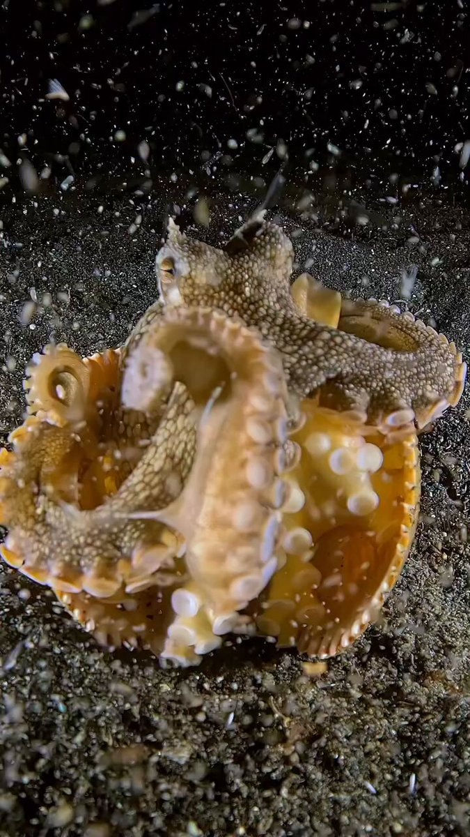 coconut octopus investigating