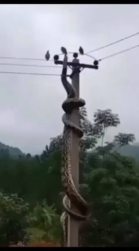 Boa constrictor electrocuted on power line Peru