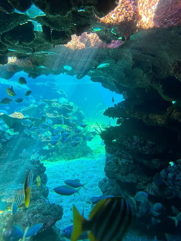 underwater coral reef sea turtle (photo 2 of 4)