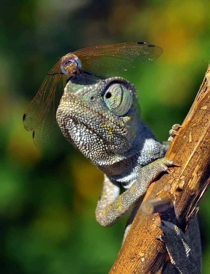 chameleon and dragonfly chameleon and dragonfly