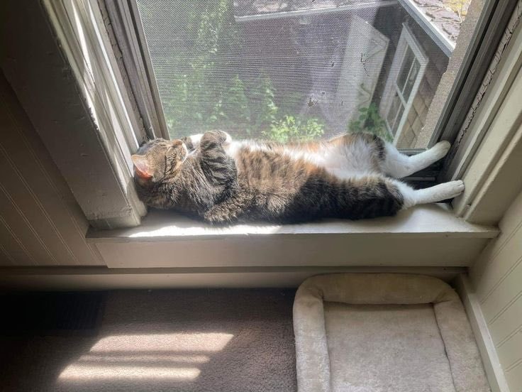cat lounging in sunlight (photo 2 of 2)