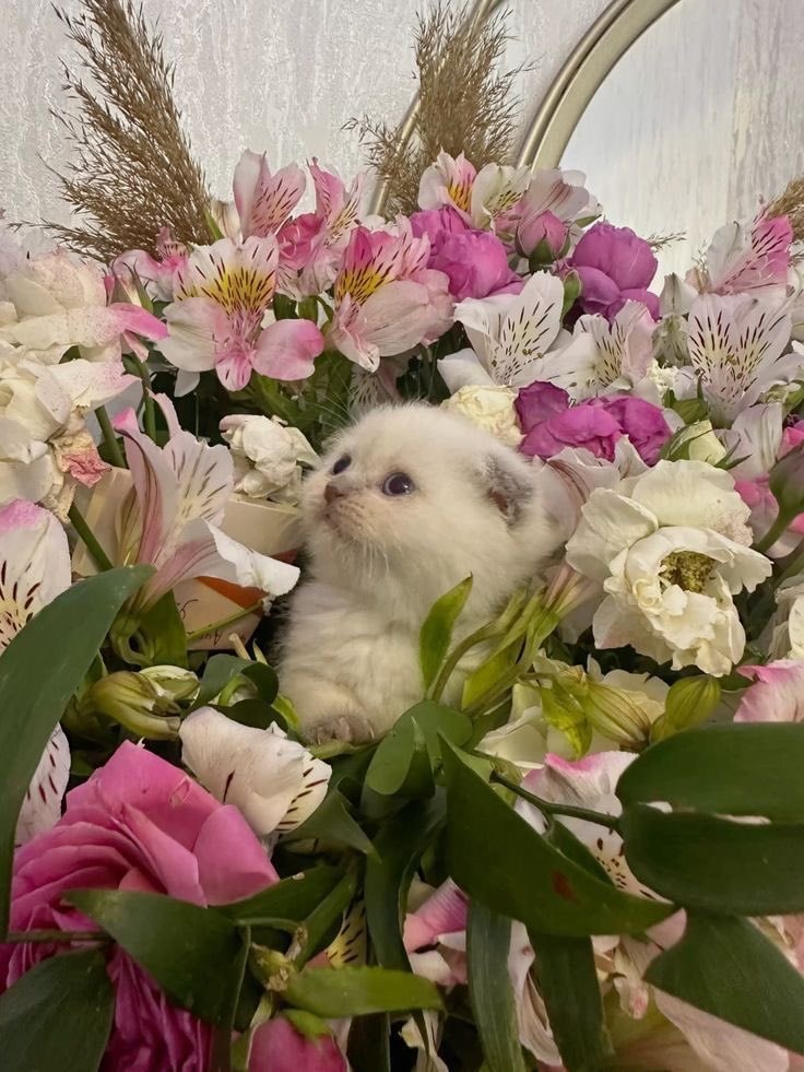 kitten in rose bouquet (photo 2 of 2)