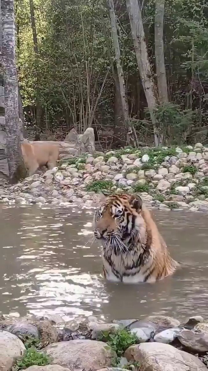 tiger and lion best friends