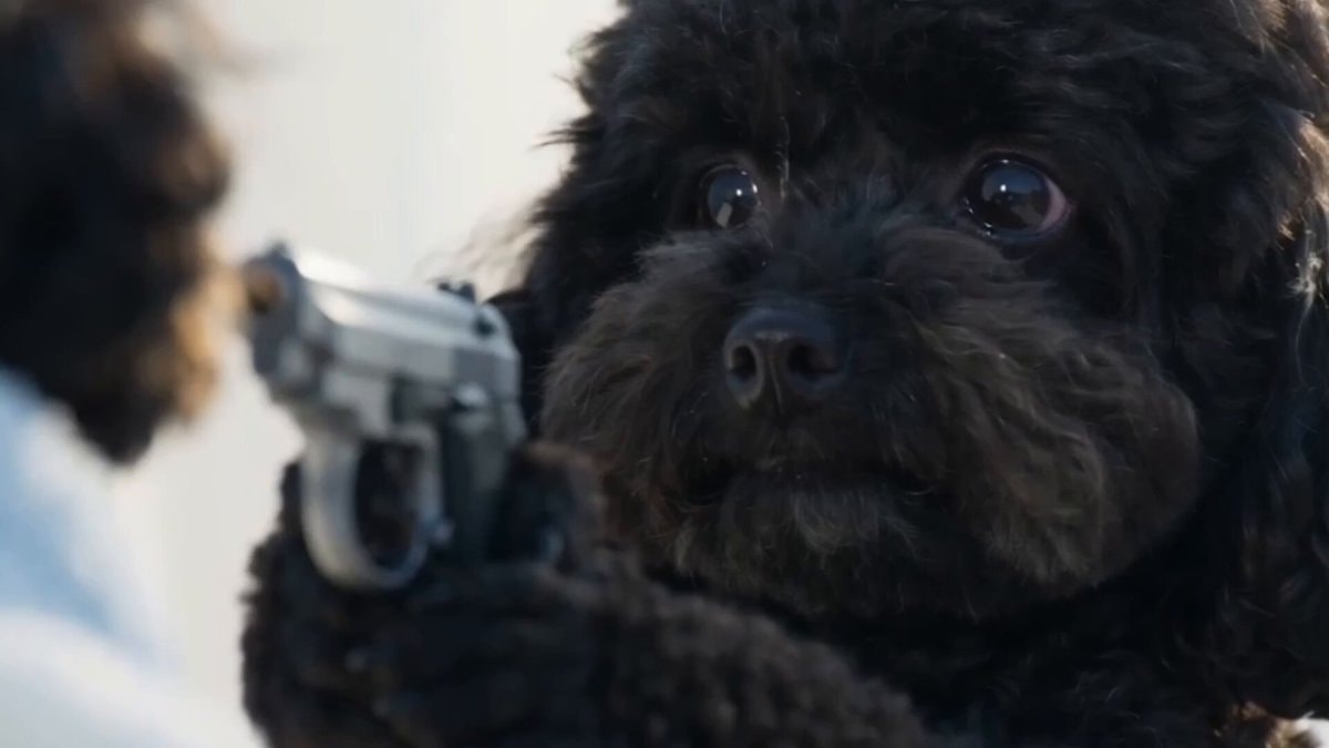 black poodle holding a gun