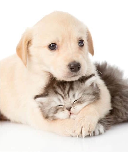 STF mandatory animal care directive