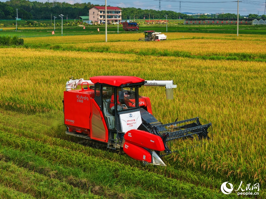 Gaofeng Village rice harvest (photo 4 of 4) Gaofeng Village rice harvest (photo 4 of 4)