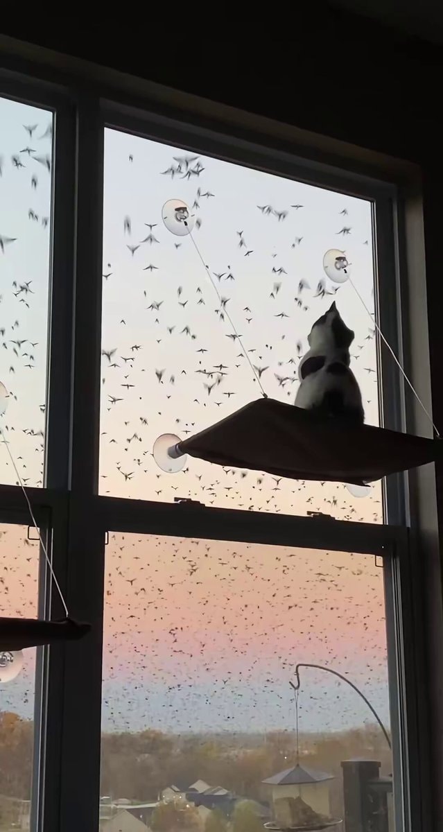 cat watching birds at sunset