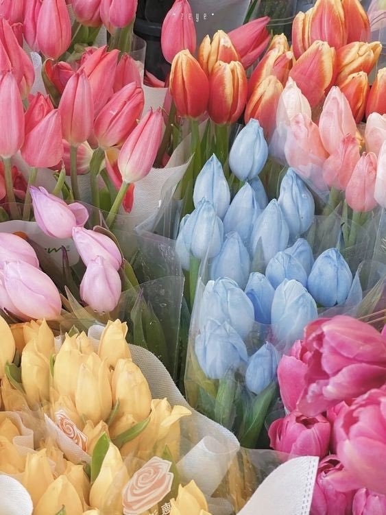 Tulips by the water 🧡 (photo 2 of 2)