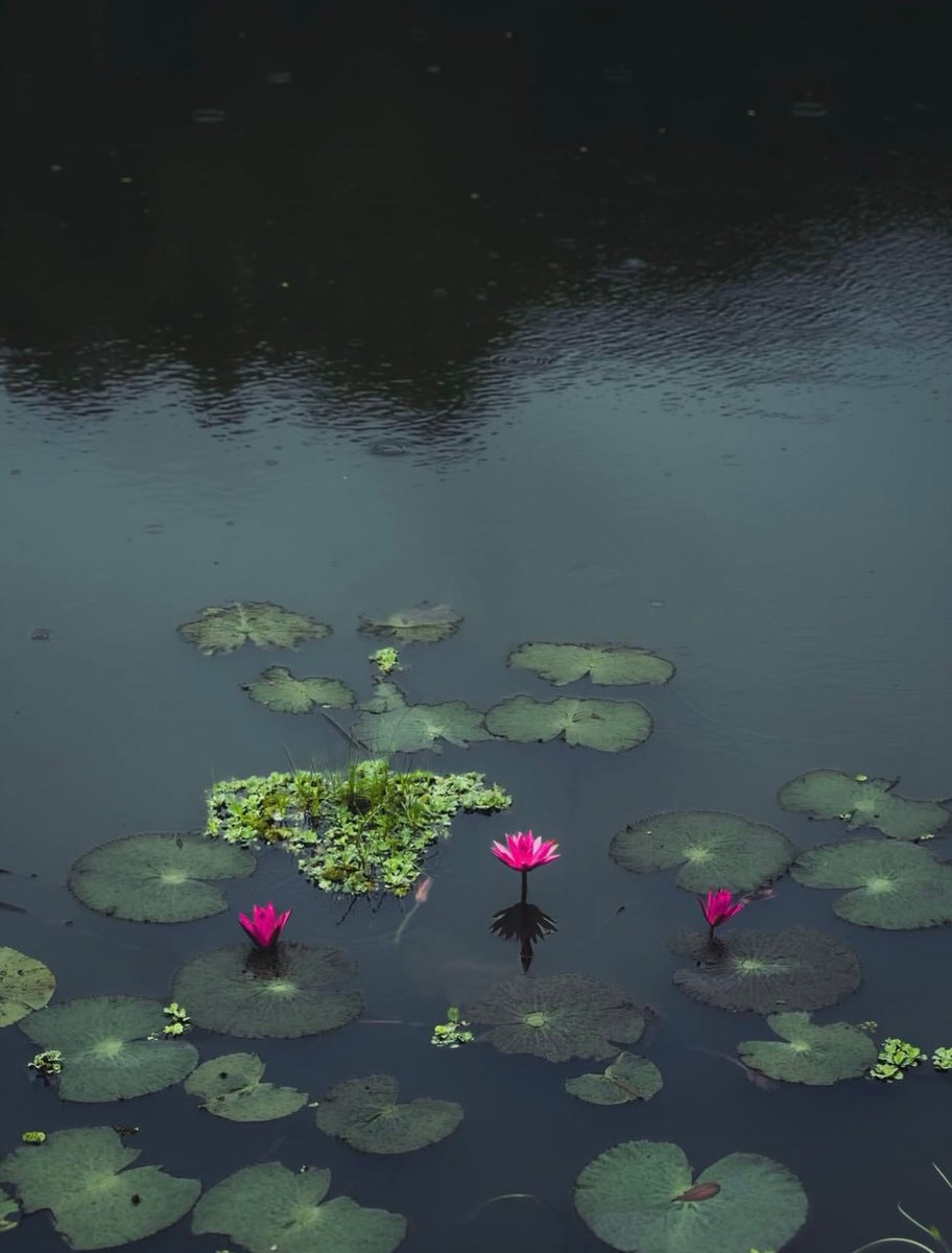 pink water lilies pond (photo 4 of 4)