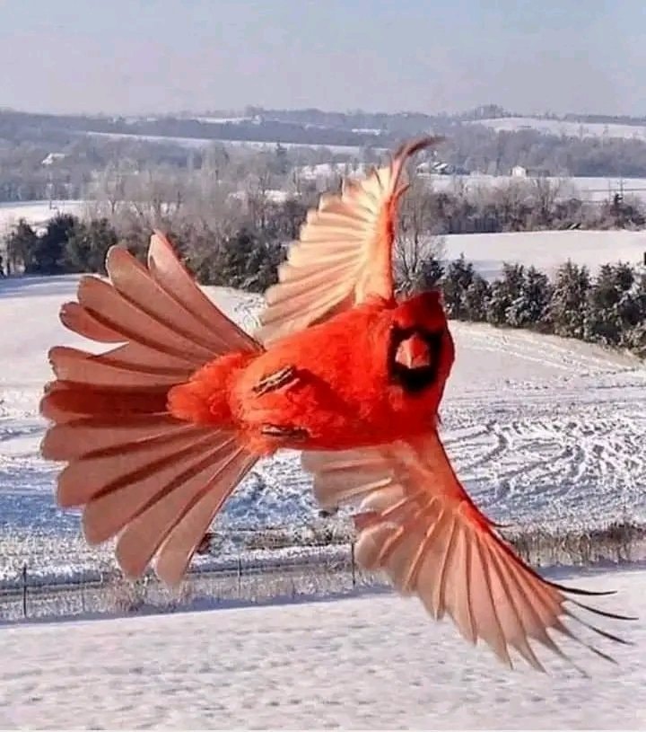 Cardinal display photo