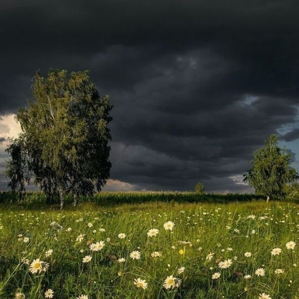 Gloomy day field (photo 2 of 4)