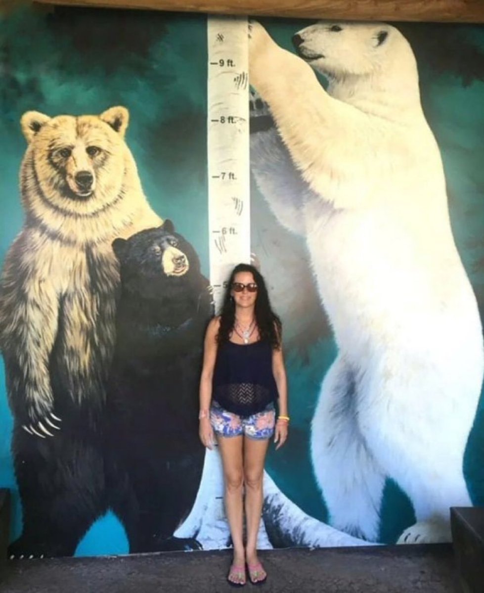 bear size vs human height bear size vs human height