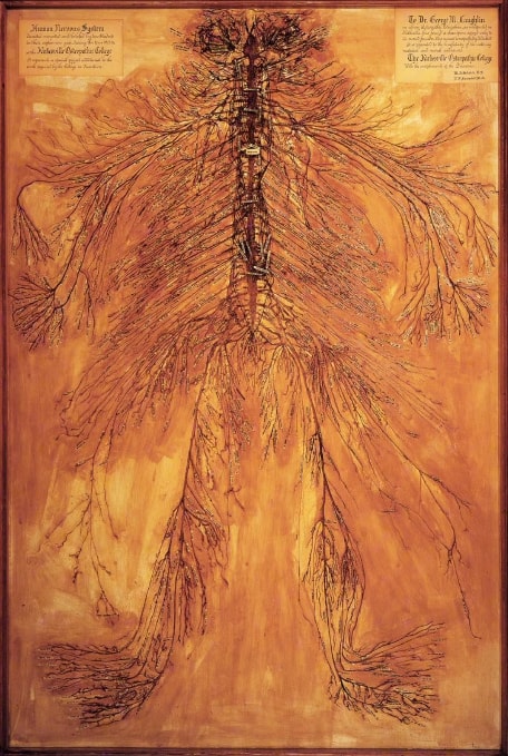 1925 preserved human nervous system (photo 2 of 2) 1925 preserved human nervous system (photo 2 of 2)
