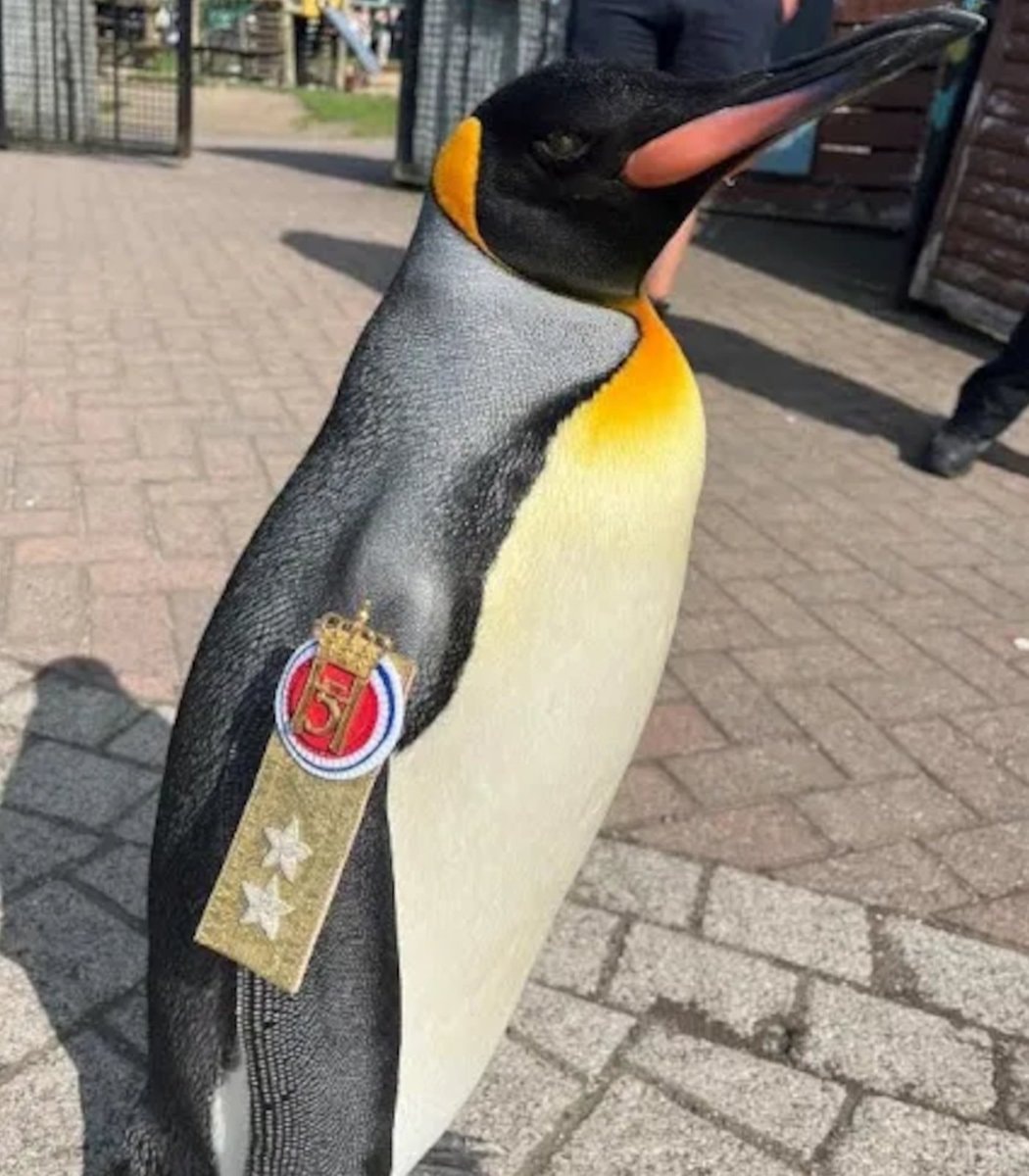 Sir Nils Olav III Edinburgh Zoo
