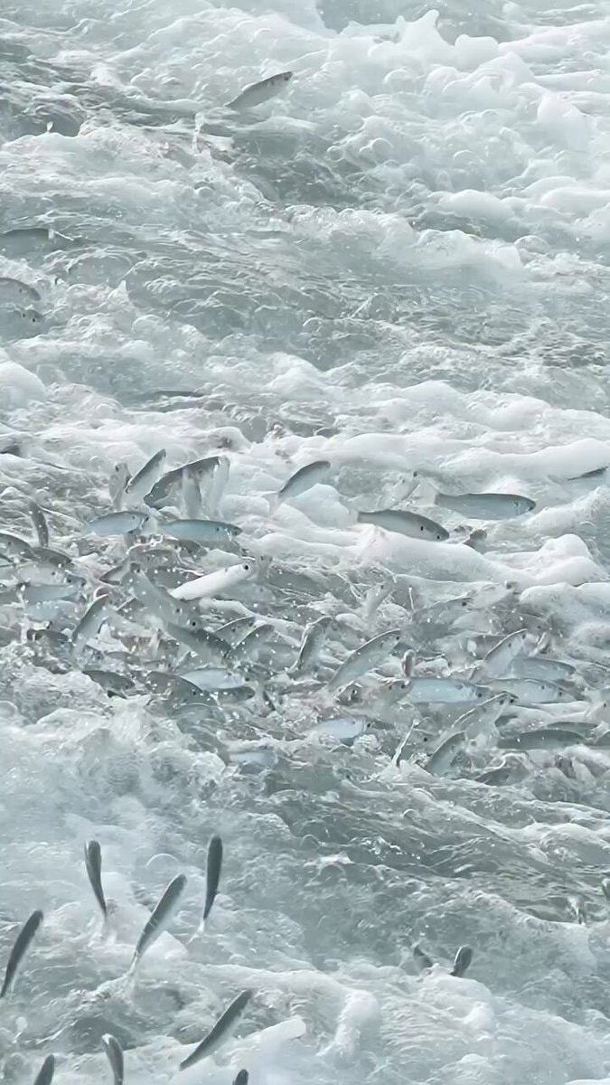 fish jumping in turbulent water