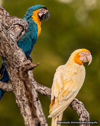 Unique-colored macaw spotted in Brazil (photo 2 of 2)