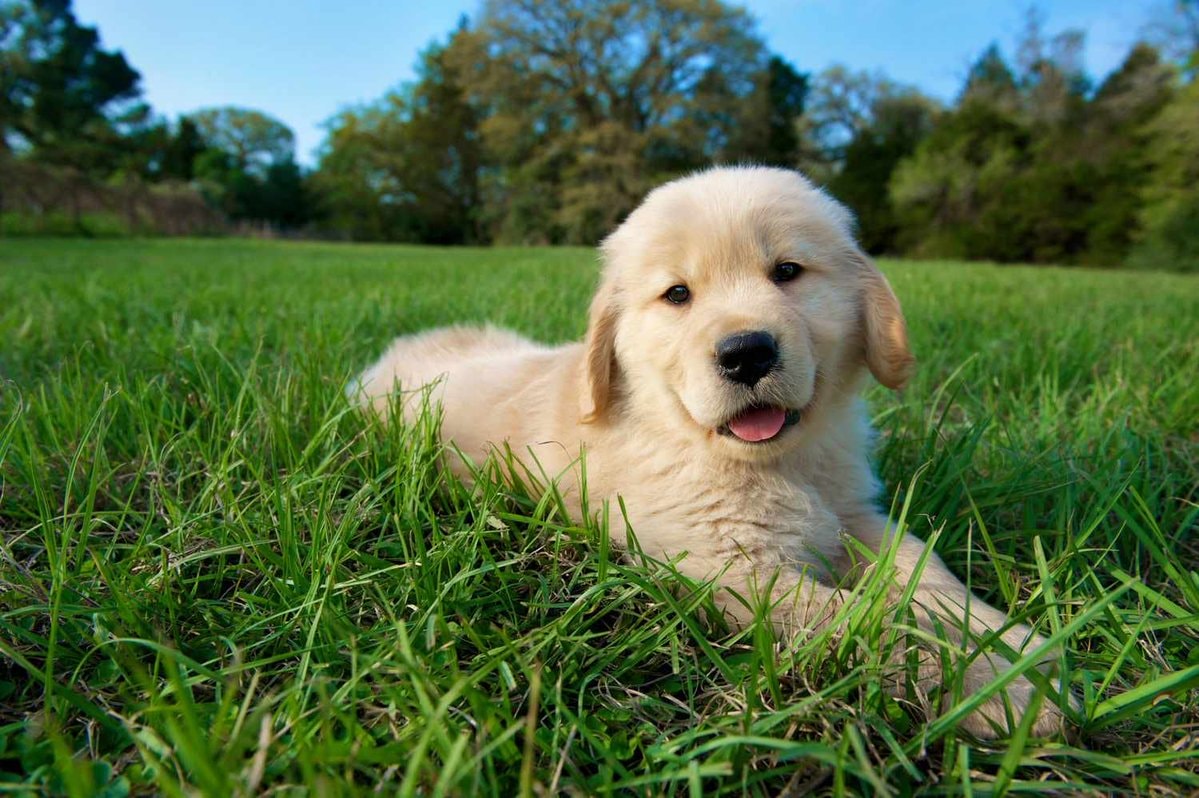 New anti-aging drug for dogs