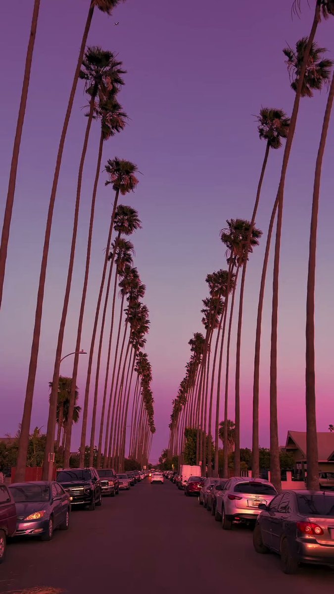 Palm street sunset purple sky