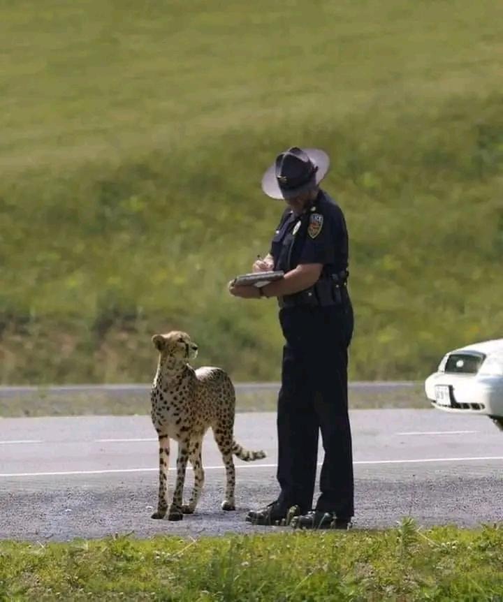 Cheetah pulled over by police officer