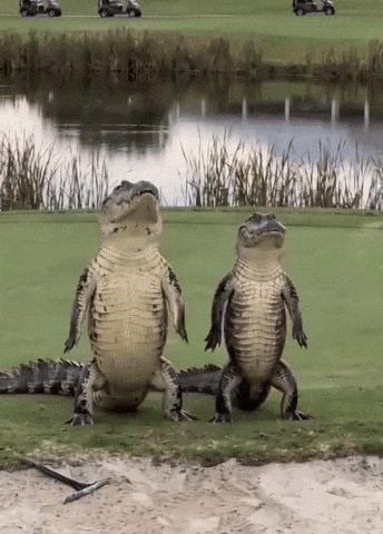 Alligators on golf course