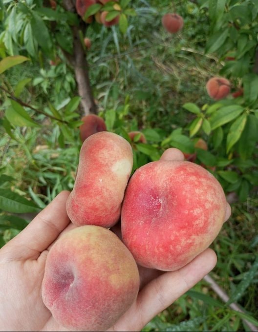 Peaches straight from the branch