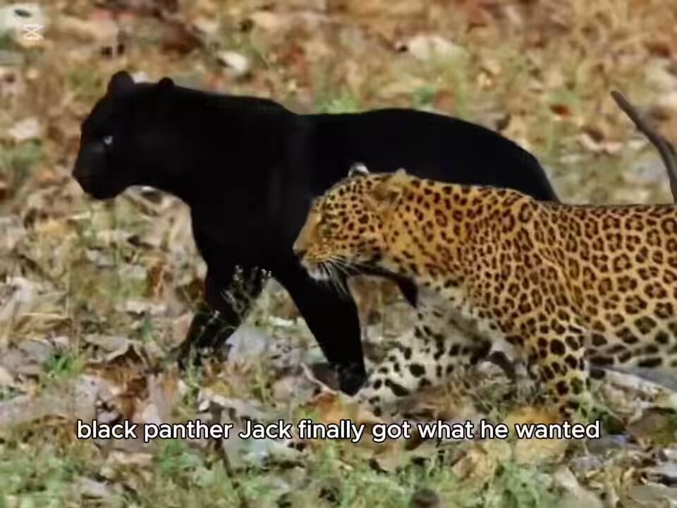 Two leopards fight over a mate