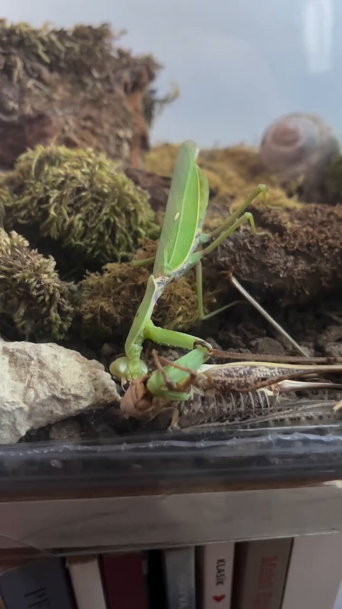 mantis eating insect